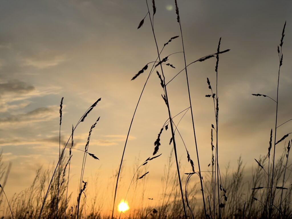 Blog Bild in der Natur